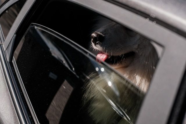 Hund bei Hitze im Auto Tiere bei Hitze im Auto