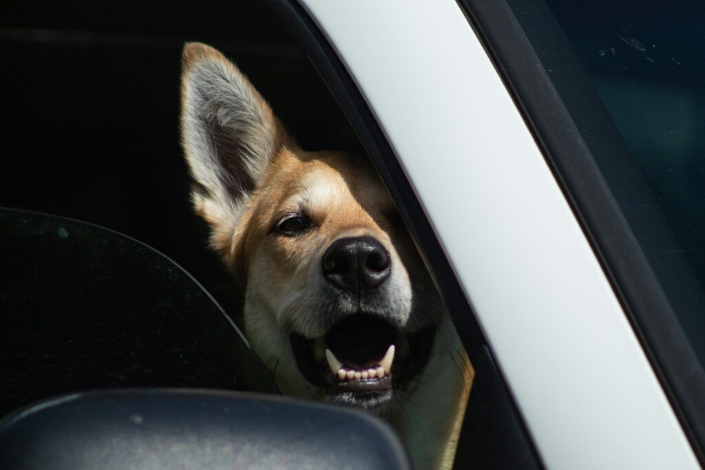 Tiere Hitze im Auto Tiere bei Hitze im Auto