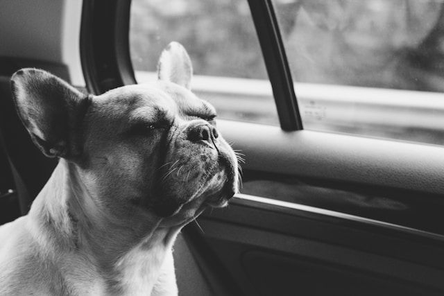 Tiere bei Hitze im Auto