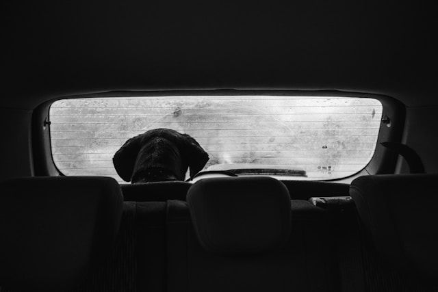 Tiere bei Hitze Tiere bei Hitze im Auto